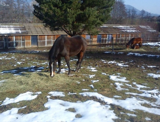 Respect de la nature du cheval
